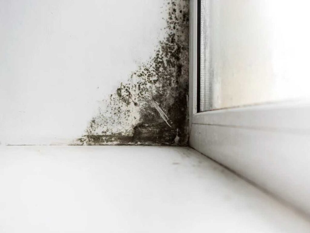 mold inspection services