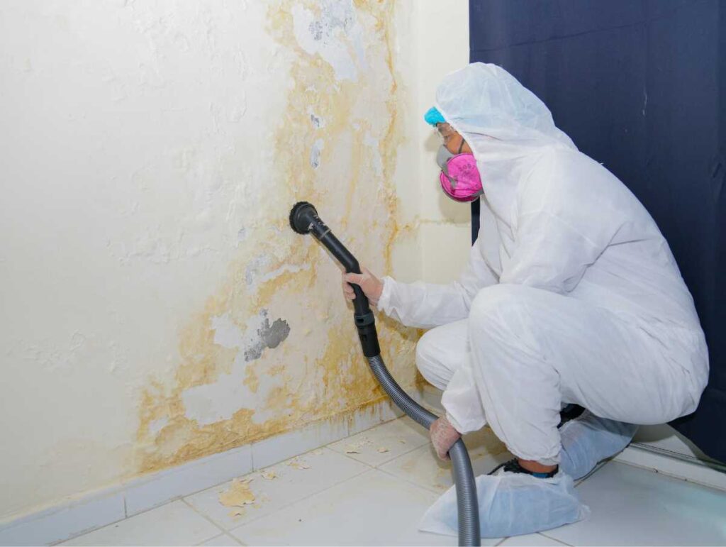 mold inspection services